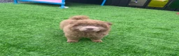 Chow Chow dogs for sale: Stunning rare lilac chow chow male puppy for sale  - Advert 4