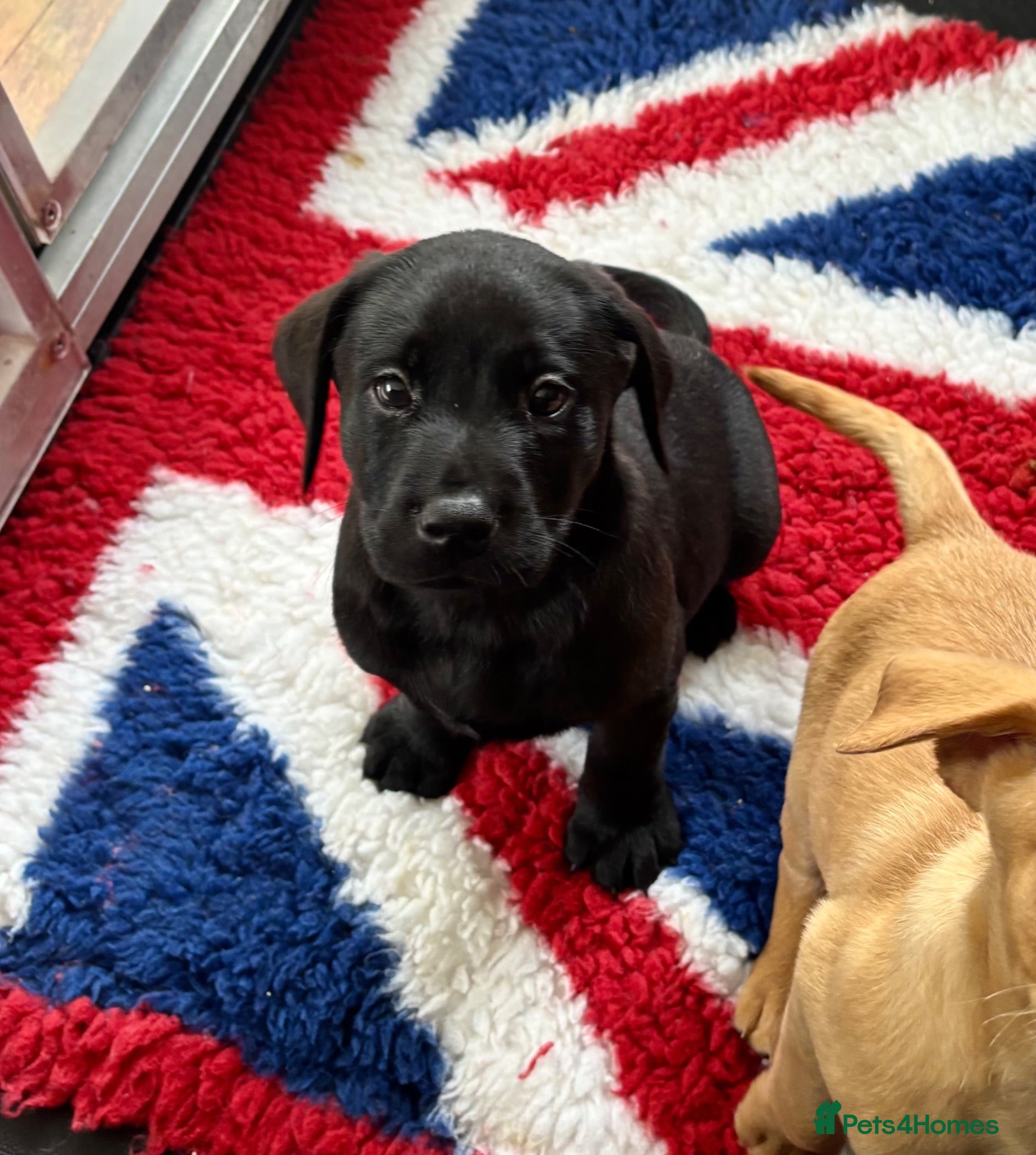Labrador Retriever dogs Gorgeous KC Vet Checked Lab Puppies - Ready now - Advert 1