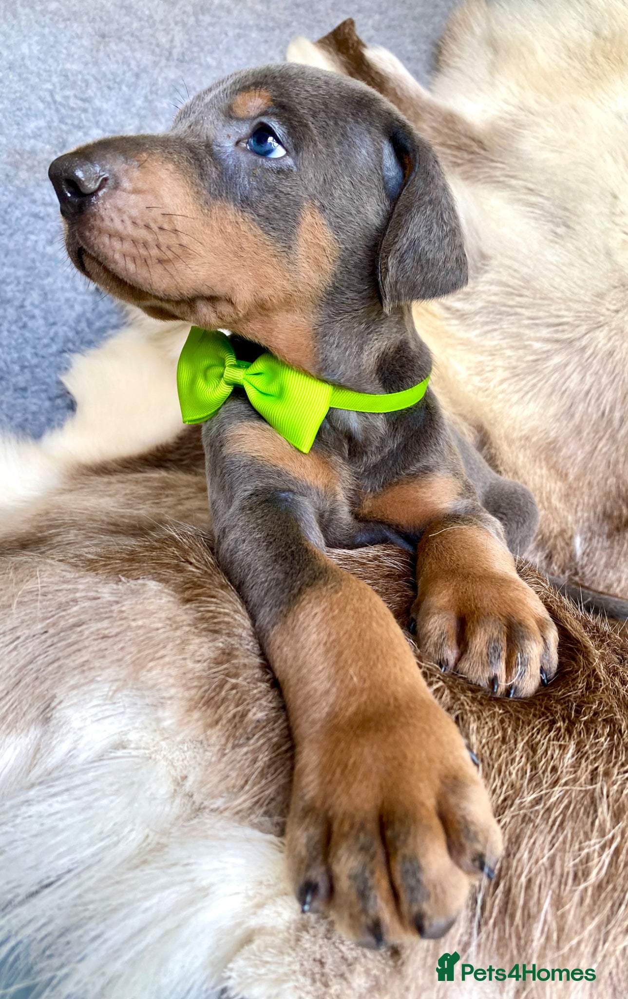 Dobermann dogs for sale: *KC REGISTERED* HEALTH TESTED DOBERMAN PUPPIES - Advert 20