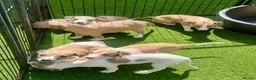 Whippet dogs for sale: Beautiful whippet babies! in Ashton-under-Lyne - Advert 3