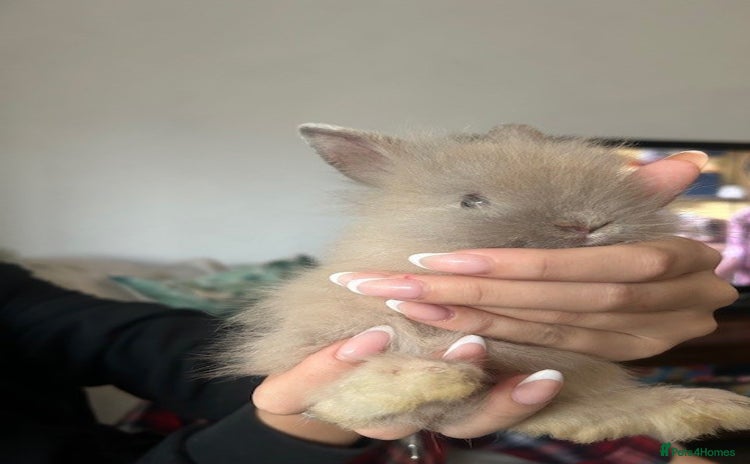 Lionhead rabbits - Advert 12