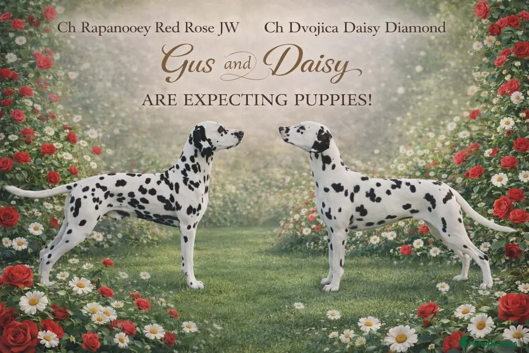 Dalmatian dogs for sale: Dalmatian Puppies - Advert 1