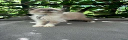 British Shorthair cats for sale:  britishshort x kittens - Advert 2
