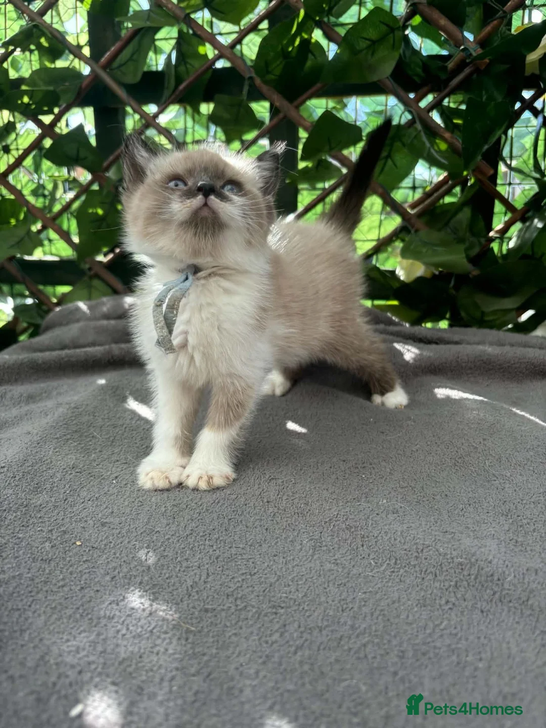 British Shorthair cats for sale:  britishshort x kittens - Advert 2