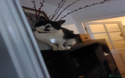 Domestic Shorthair cats for sale: Beloved 3yr old Female cat for sale - Image 3