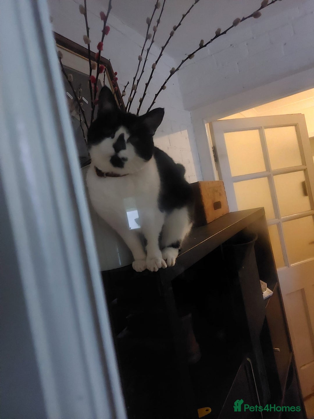 Domestic Shorthair cats for sale: Beloved 3yr old Female cat for sale - Image 3