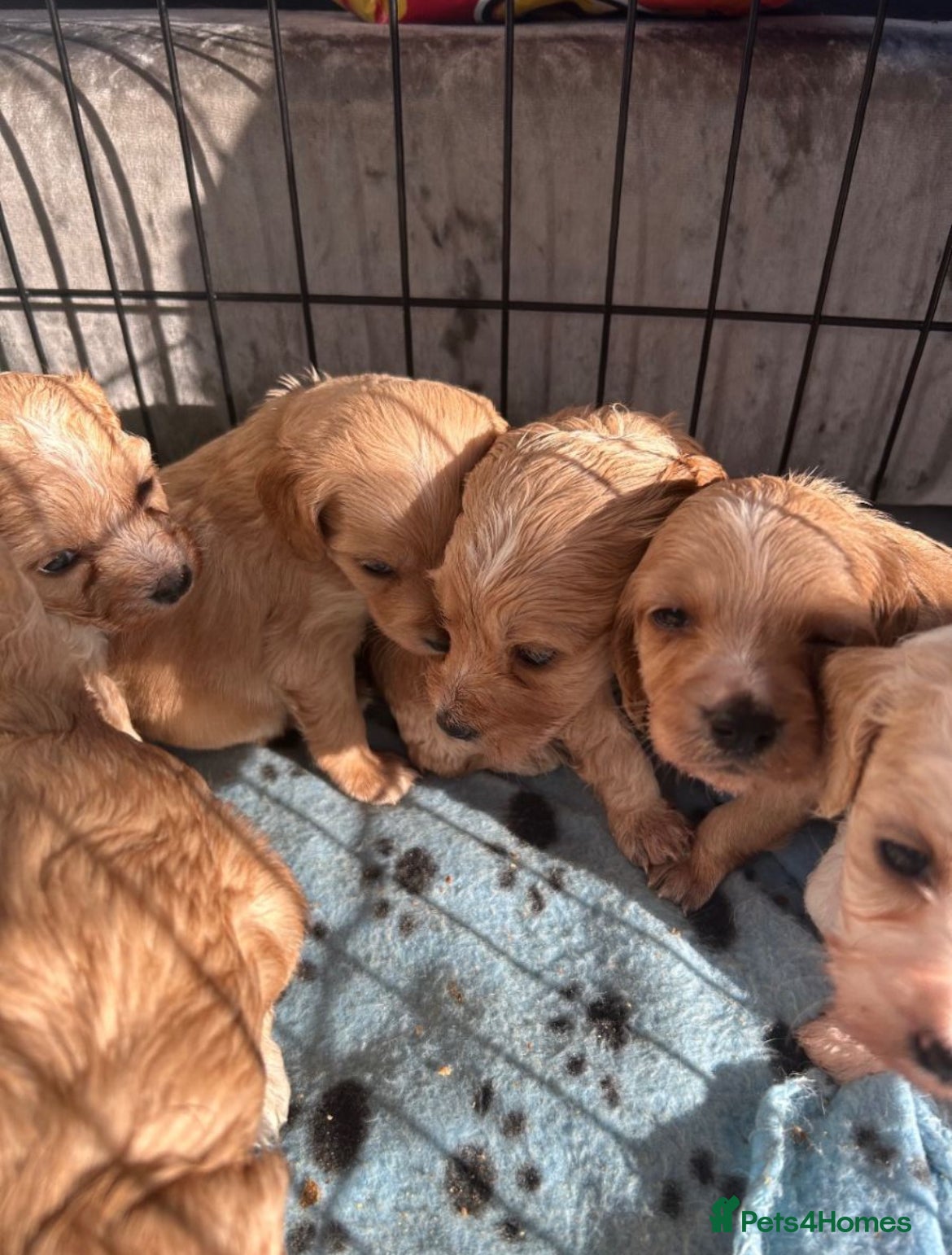 Mixed Breed dogs Gorgeous Apricot Cockapoo puppies 3 Boys 2 Girls  - Advert 8