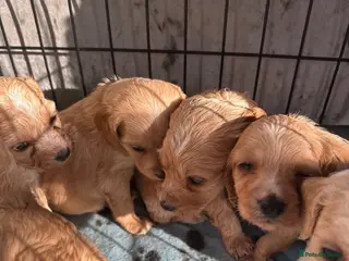 Mixed Breed dogs Gorgeous Apricot Cockapoo puppies 3 Boys 2 Girls - Advert 8