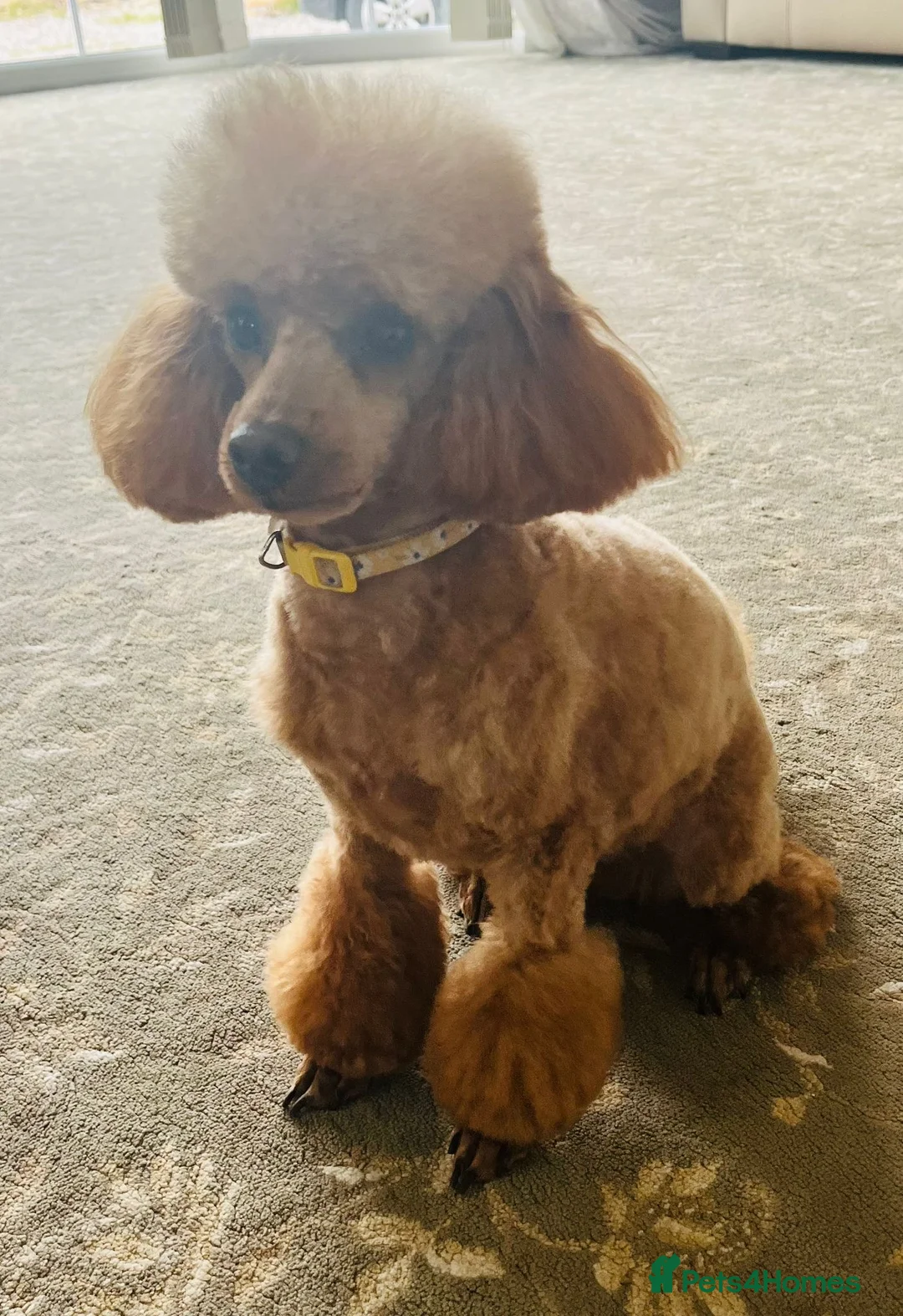 Toy Poodle dogs for sale: Red Toy Poodle  - Advert 2