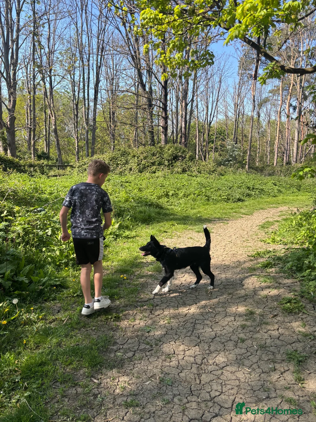 Mixed Breed dogs for sale: Border collie puppy in Stratford-upon-Avon - Advert 8