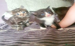 Mixed Breed cats for sale: One little black and white boy left - Image 2