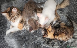 Maine Coon cats for sale: Beautiful kittens  - Image 13