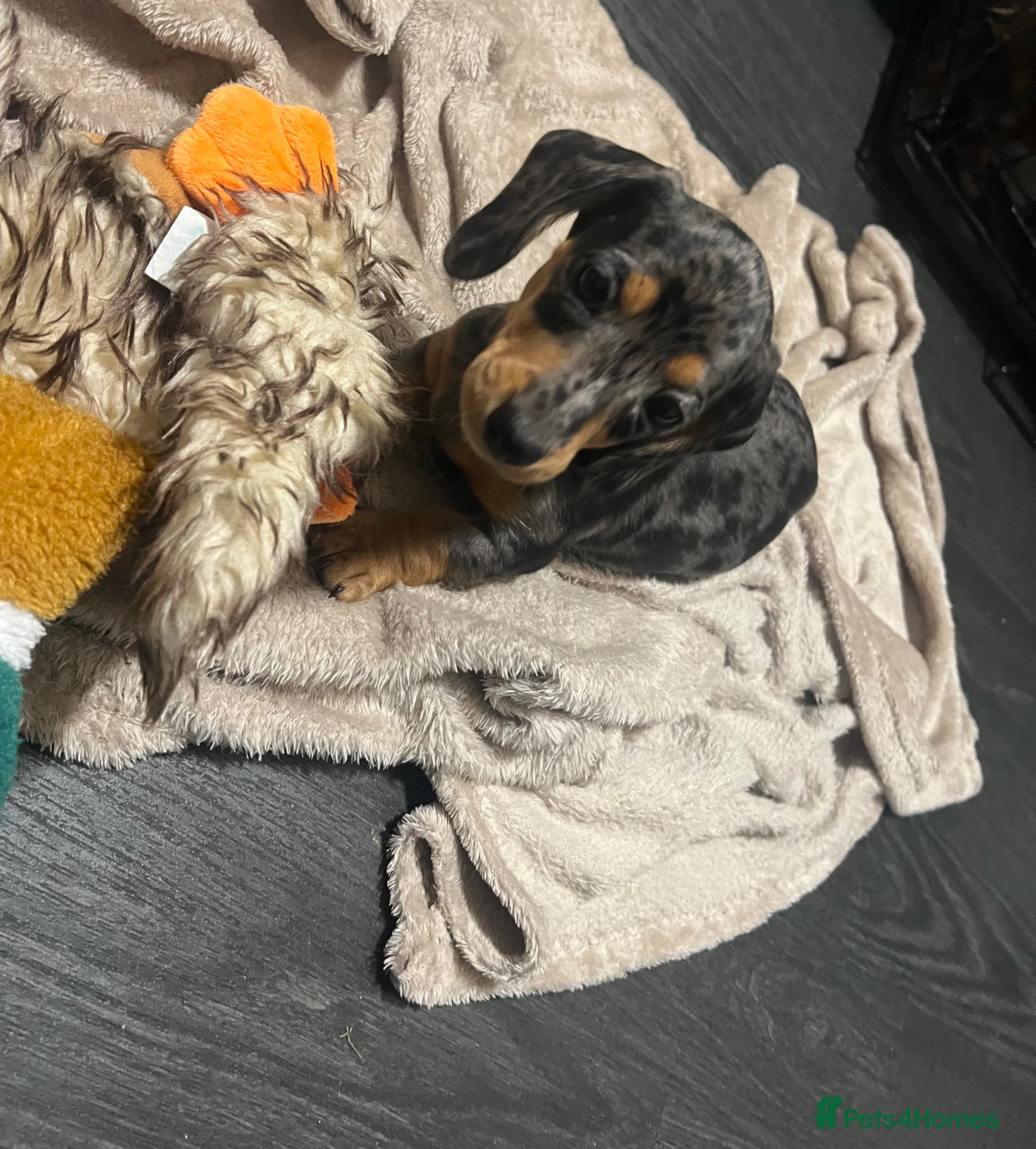 Miniature Dachshund dogs 🐾 ADORABLE MINIATURE DACHSHUND PUPPIES 🐾 - Advert 14