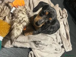 Miniature Dachshund dogs 🐾 ADORABLE MINIATURE DACHSHUND PUPPIES 🐾 - Advert 14