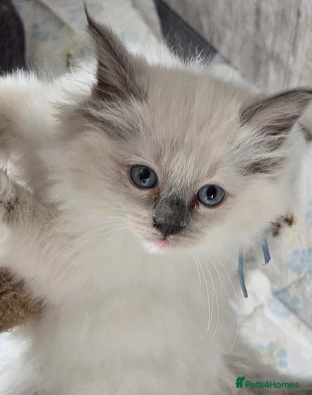 Ragdoll cats for sale: Sweet Fluffy Ragdoll Kittens Looking for Homes!  - Advert 1