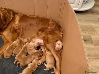 Golden Retriever dogs Beautiful dark golden retrievers KC Registered - Advert 16