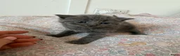 British Shorthair cats for sale: British short hair kittens - Advert 7