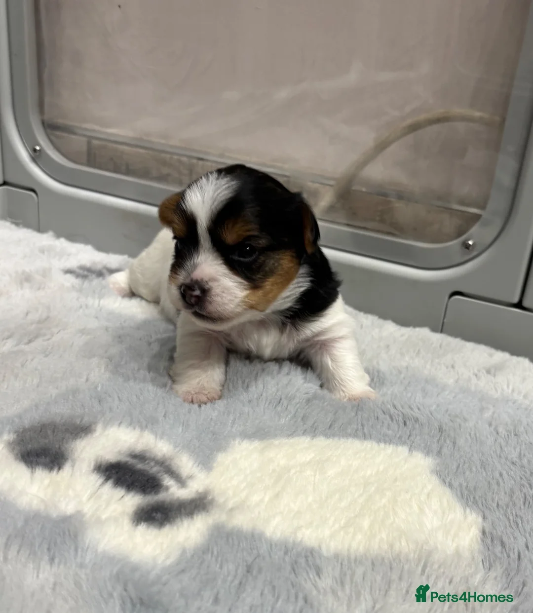 Yorkshire Terrier dogs for sale: Delightful pups - Advert 2