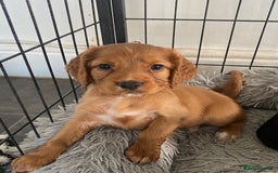 Cocker Spaniel dogs for sale: 🐶cocker spaniel puppies 🐶  - Image 9
