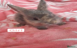 Mixed Breed rabbits for sale: Updated in 7 November bunnies - Advert 11