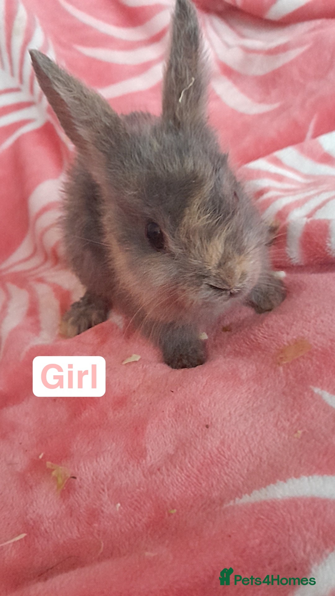 Mixed Breed rabbits for sale: Updated in 7 November bunnies - Advert 11