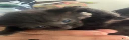 Mixed Breed cats for sale: 3 gorgeous kittens - Advert 12