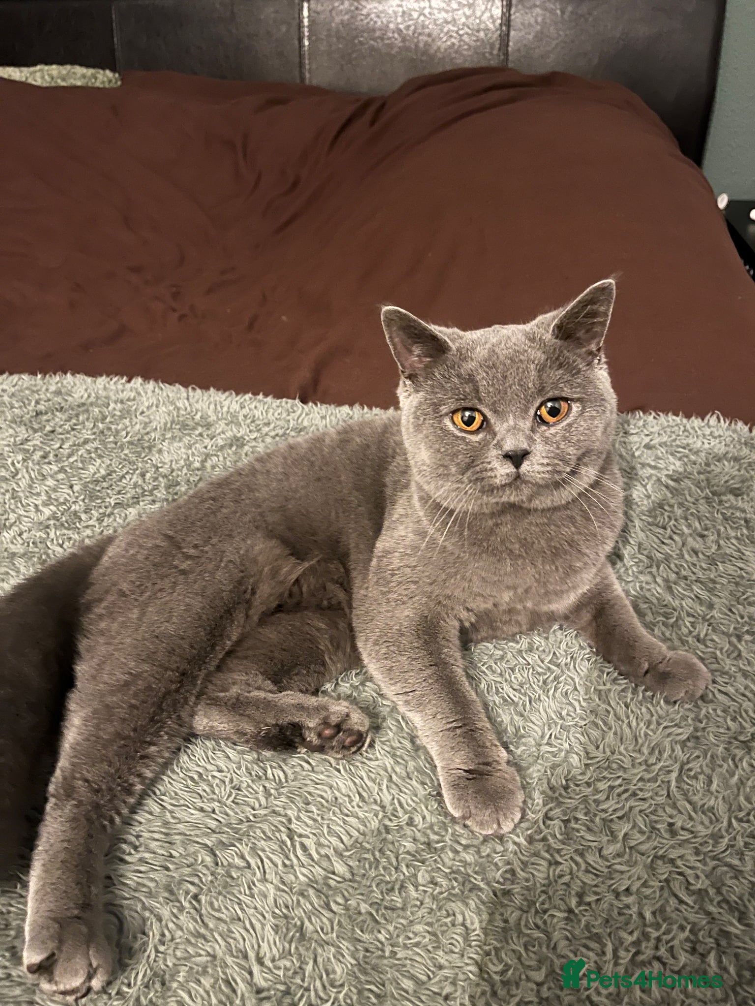 British Shorthair cats Female British Shorthair - Advert 1