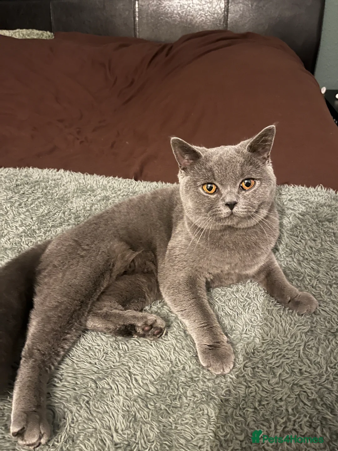 British Shorthair cats for sale: Female British Shorthair - Advert 1