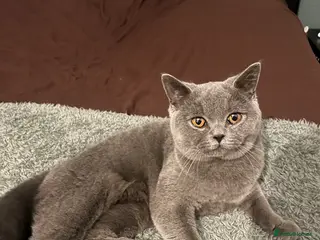 British Shorthair cats Female British Shorthair - Advert 15