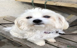 Maltese dogs for sale: Maltese Girl. - Image 6