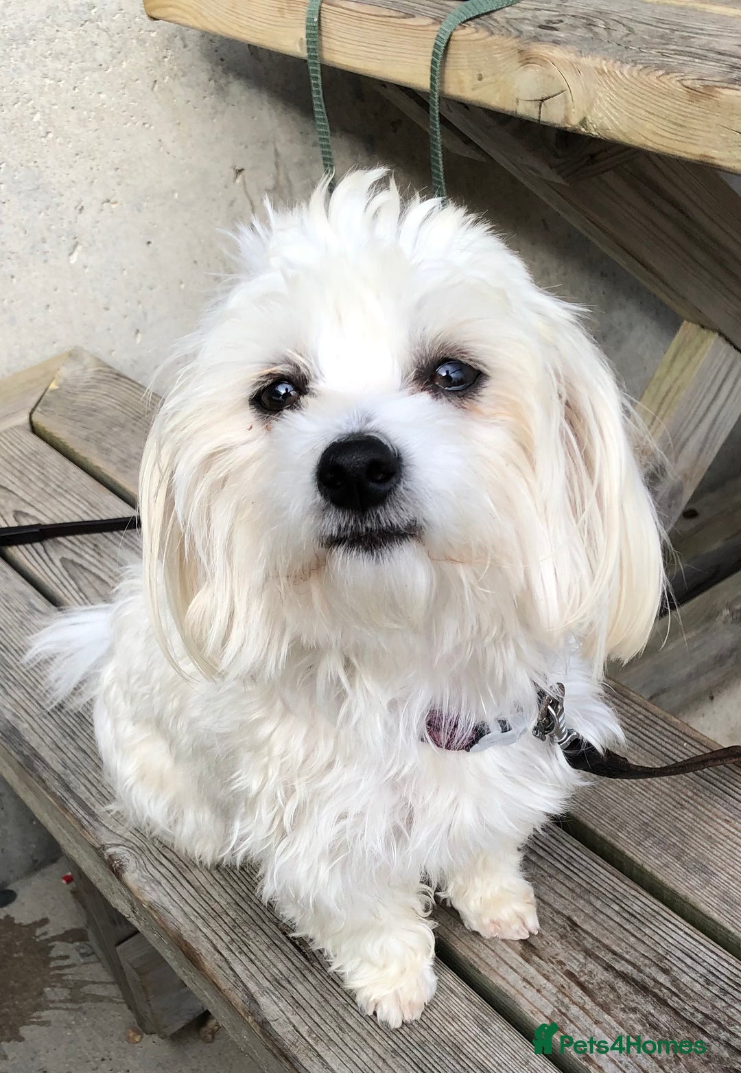 Maltese dogs for sale: Maltese Girl. - Image 6