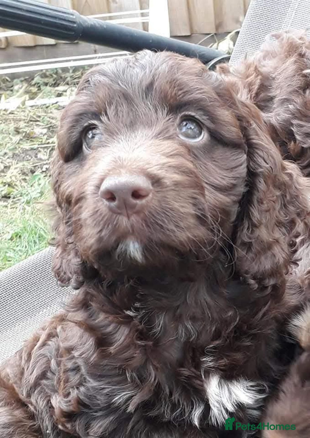 Cockapoo dogs for sale: Show cockapoo litter due 1st march  - Advert 22