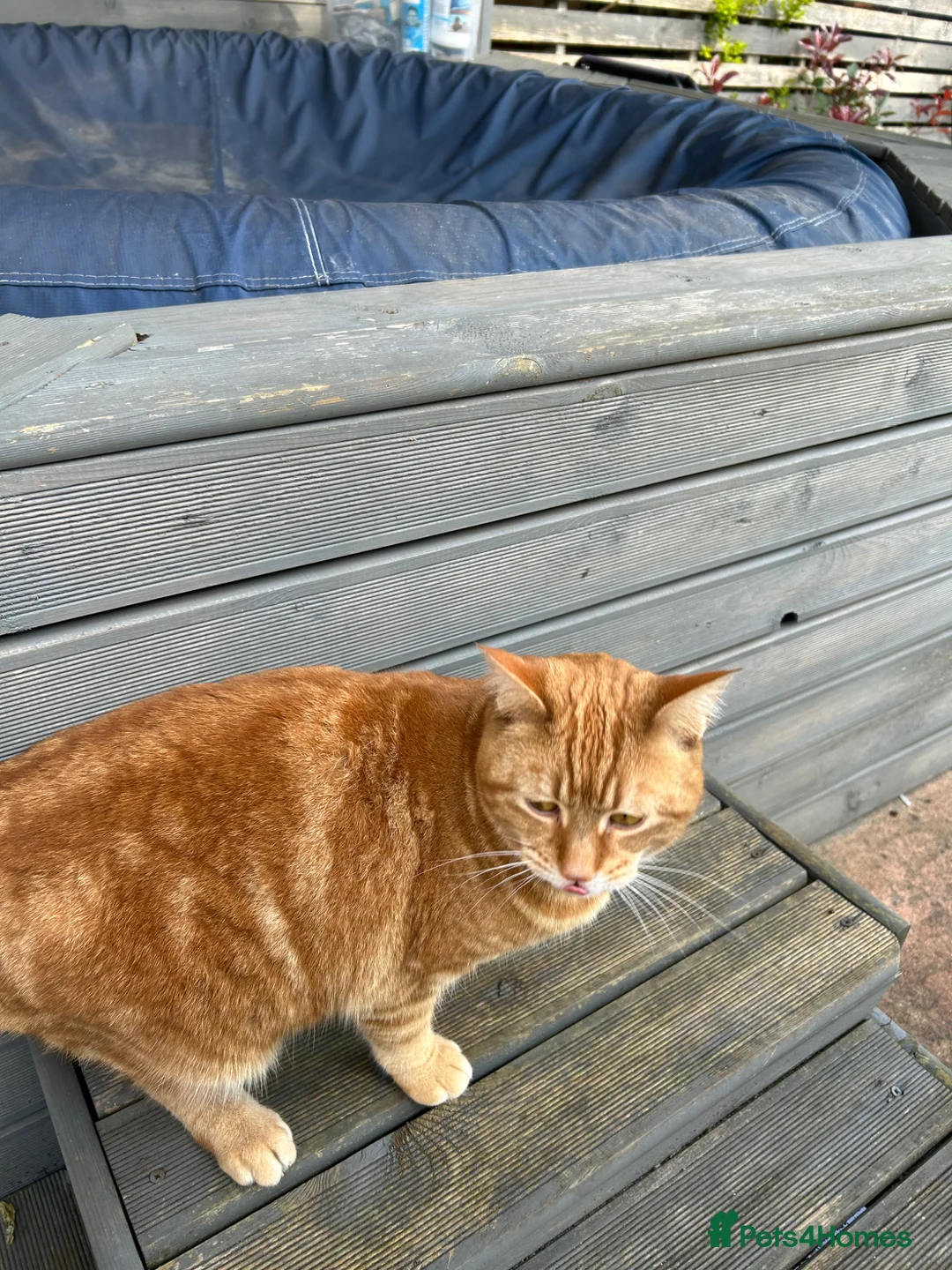Mixed Breed cats for sale: 2 year old female ginger cat  - Advert 5
