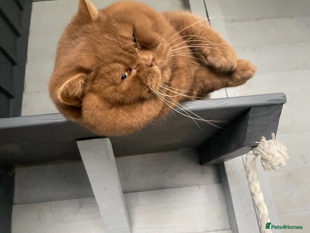 British Shorthair cats for stud: 🐻 RARE CINNAMON GCCF TICA STUD CARRYING CHOCO  in Derby - Image 4