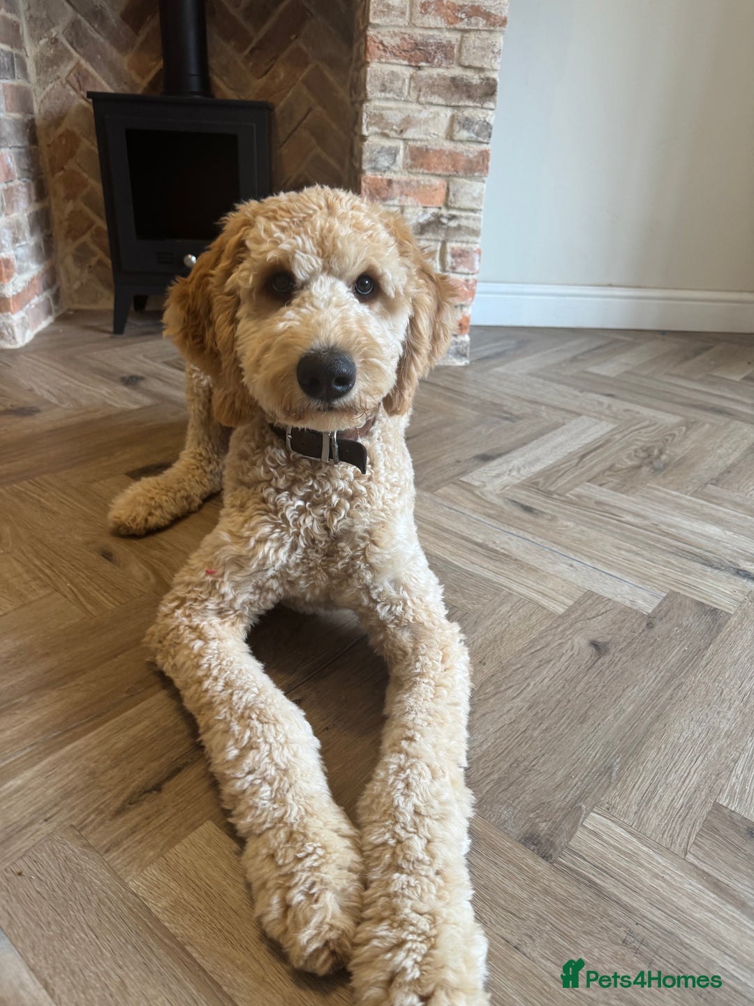 Goldendoodle dogs for sale: Bertie – 6 Month Old Puppy - Image 4
