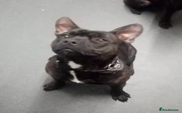 Staffordshire Bull Terrier dogs for sale: 8 Month Old Staffy Puppies - Advert 4