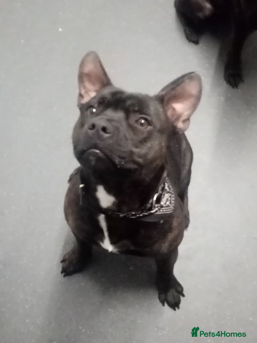 Staffordshire Bull Terrier dogs for sale: 8 Month Old Staffy Puppies - Advert 4