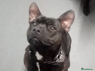 Staffordshire Bull Terrier dogs Male Staffy 8 months old - Advert 7