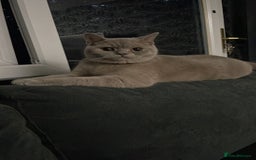 British Shorthair cats for sale: Stunning 2-Year-Old Male Lilac British Shorthair - Image 4
