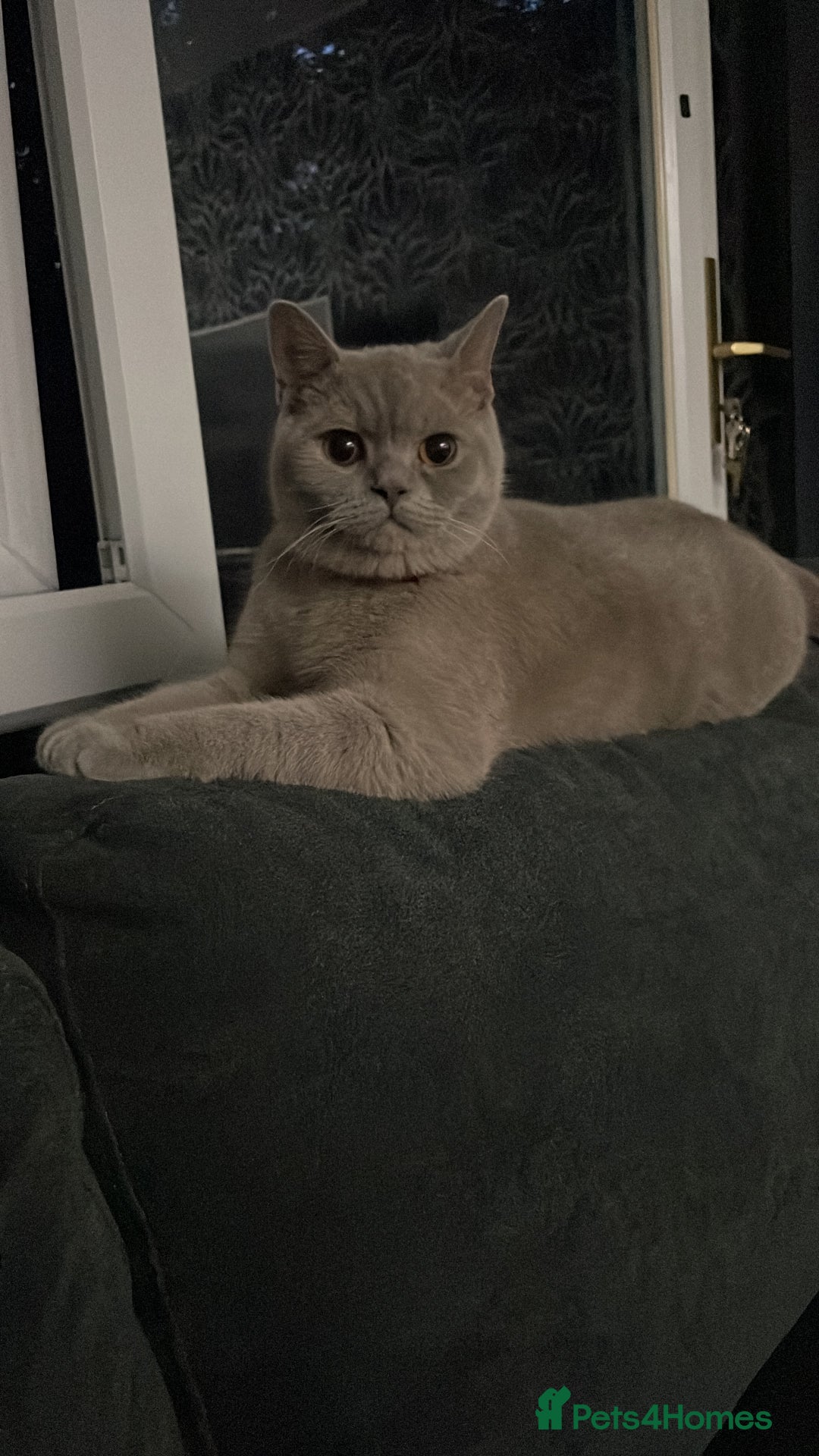 British Shorthair cats for sale: Stunning 2-Year-Old Male Lilac British Shorthair - Image 4