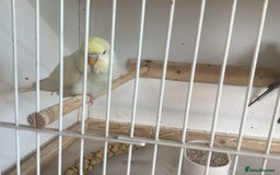 Budgerigars birds for sale: New baby budgies  - Advert 9