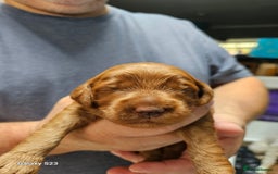 Mixed Breed dogs for sale: FULLY HEALTH TESTED FOX RED MINIATURE COCKAPOOS  - Image 11