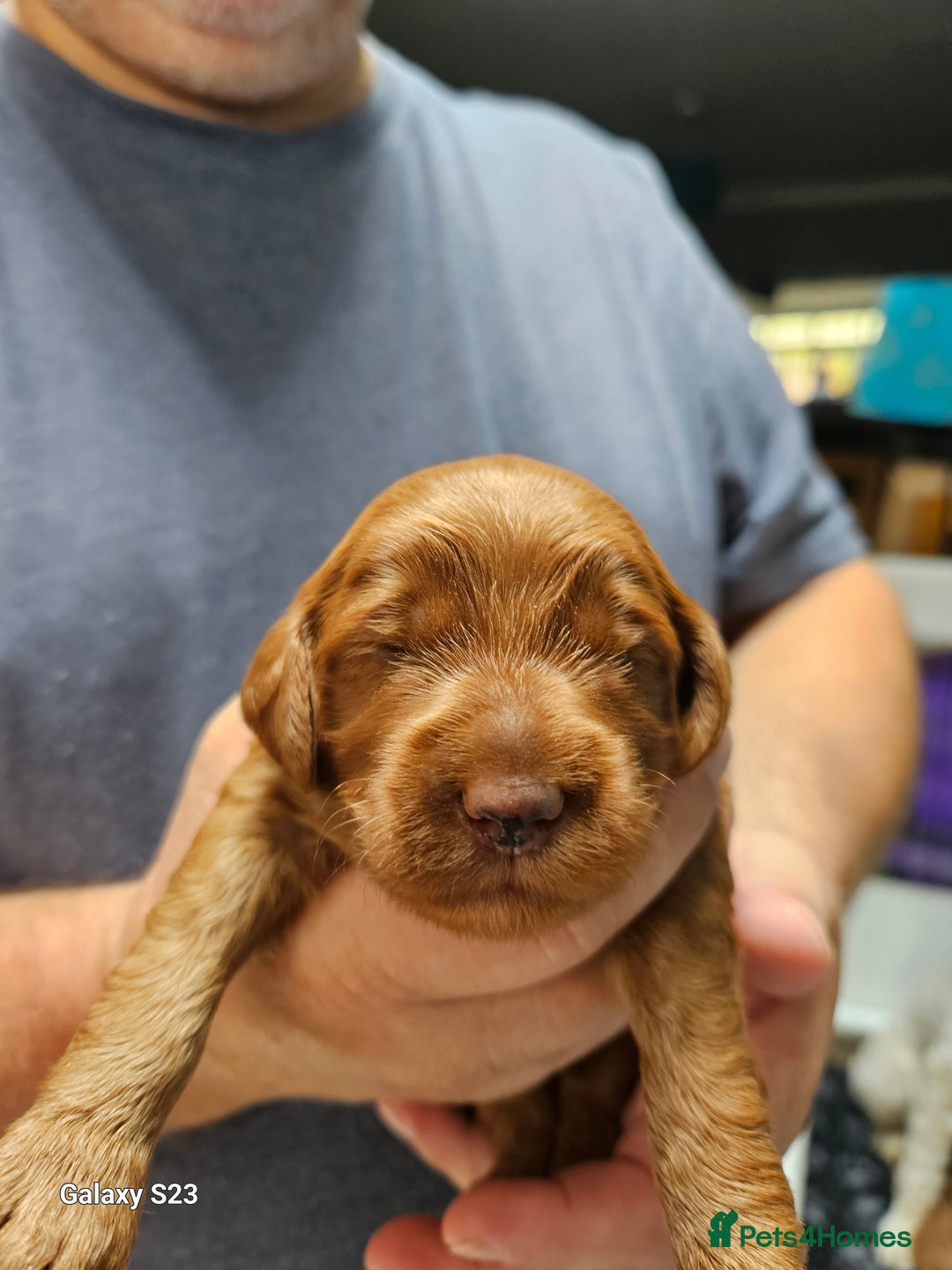 Mixed Breed dogs for sale: FULLY HEALTH TESTED FOX RED MINIATURE COCKAPOOS  - Image 11