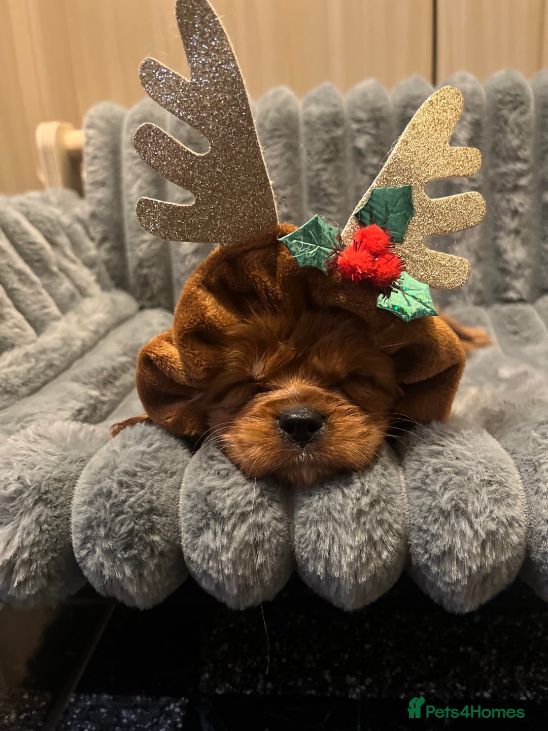 Cavalier King Charles Spaniel dogs for sale: Cavalier King Charles quality puppies for sale  - Advert 1