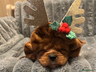 Cavalier King Charles Spaniel dogs Cavalier King Charles quality puppies for sale - Advert 3