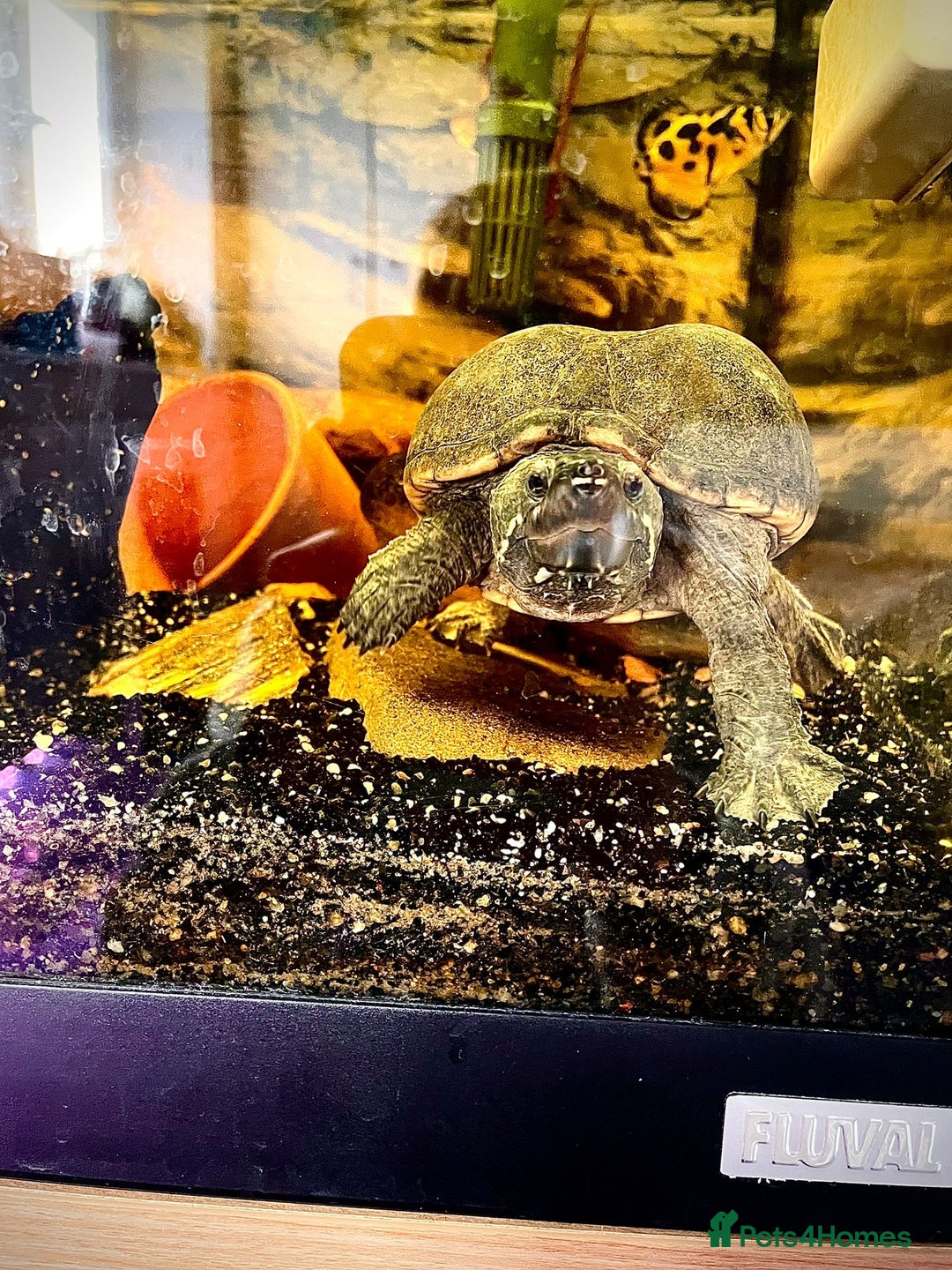 Turtle reptiles for sale: Adult Female Musk Turtle Friendly & Healthy - Advert 2