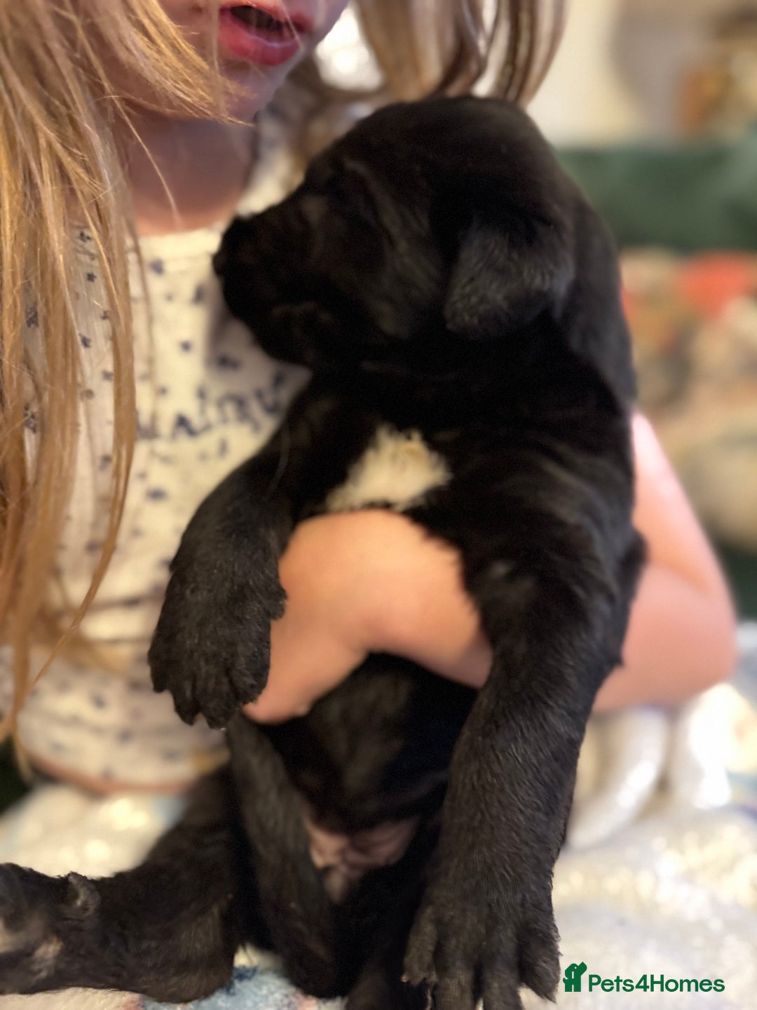 Irish Wolfhound dogs for sale: Stunning litter of Irish Wolfhound puppies - Image 7