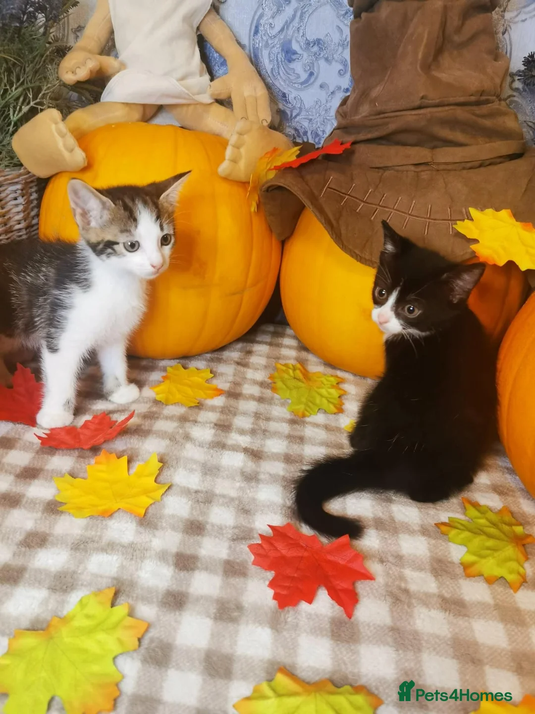 Mixed Breed cats for sale: Kittens:) - Advert 6
