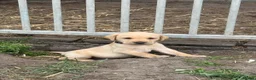 Labrador Retriever dogs for sale: Excellent KC reg-health checked home bred line in Lancaster - Advert 4