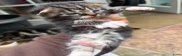Mixed Breed cats for sale: 5 adorable kittens looking for loving homes - Advert 17